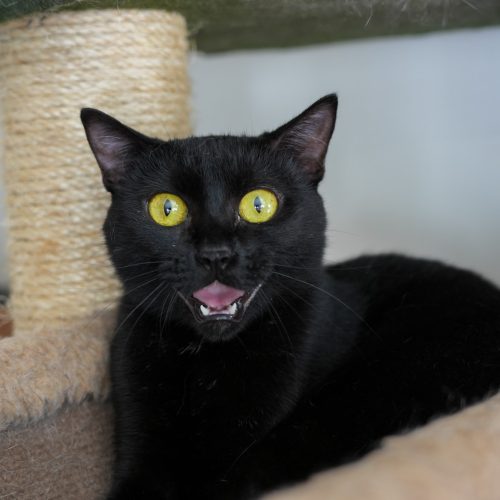 Alemona03-LarissaFarabello-20251230