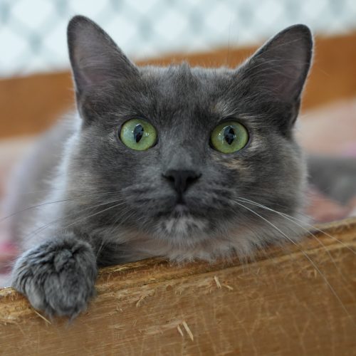 Azumane04-LarissaFarabello-20260201