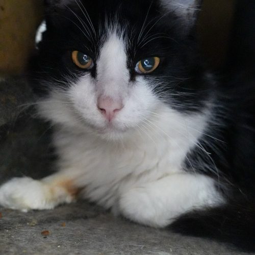 Banguelinha03-LarissaFarabello-20251208