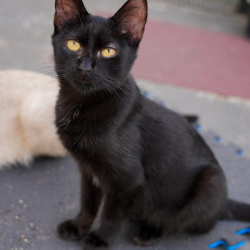 Banjo-LarissaFarabello-20251122