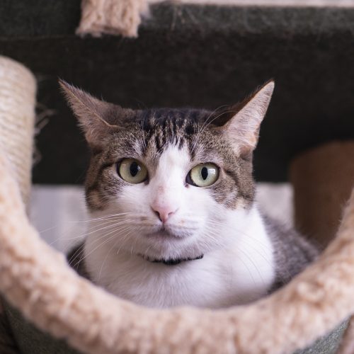 Benefit-CarolPrado-20250923-8339