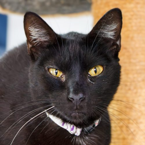 Boulanger-BrunaDamasceno-20250615