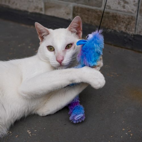 Caete05-LarissaFarabello-20251219