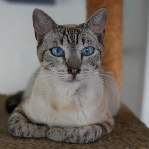 Caiubi02-LarissaFarabello-20251101