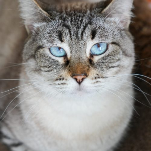 Camury02-LarissaFarabello-20251011