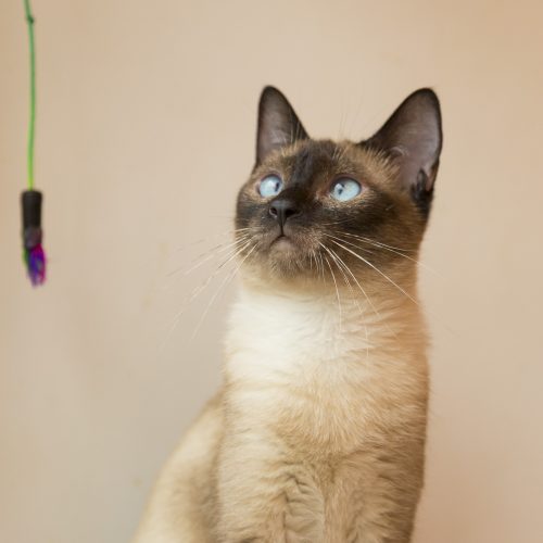 Cartier-AdrianaVichi-20250912-5653