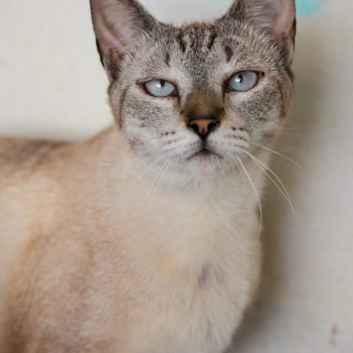 Catumbi03-LarissaFarabello-20251011