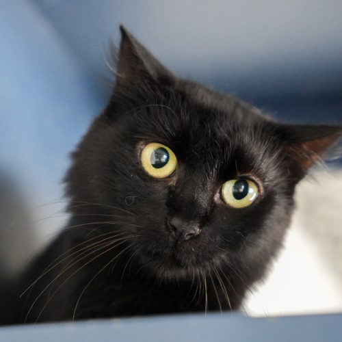 Charbon02-LarissaFarabello-20260216