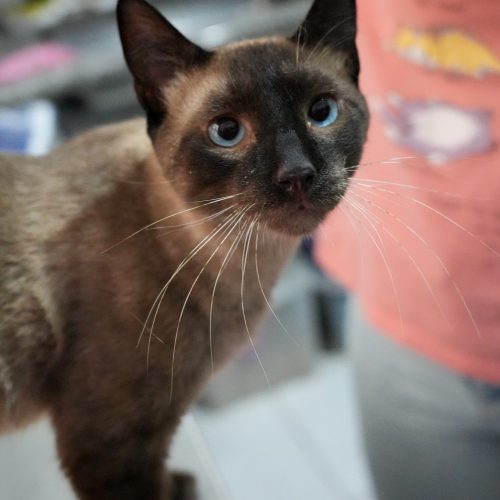 Chocolandia-LarissaFarabello-20251230