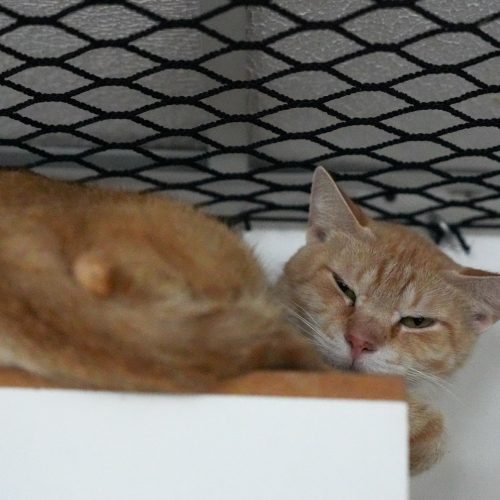 Conklin-LarissaFarabello-20251101