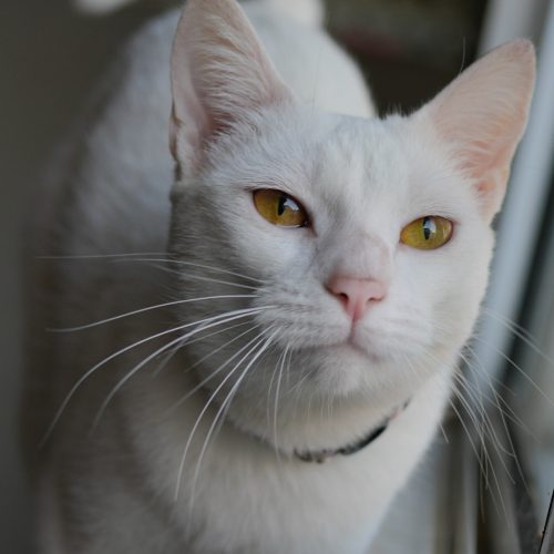 Egret02-LarissaFarabello-20252310