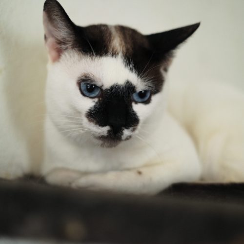 Fiori-LuizSeraphim-20251109 (10 of 10)