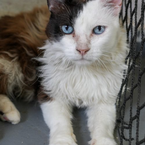 Fortuna-LarissaFarabello-20251208