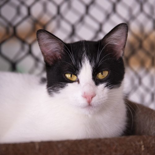 Gibbon-CarolPrado-20250426-6407