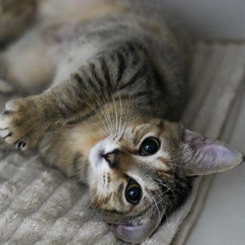 Haha02-LarissaFarabello-20251101