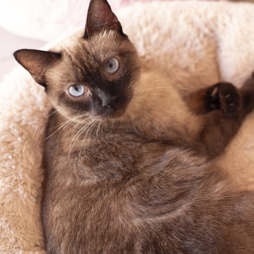 Ibex-CarolPrado-20250515-6587