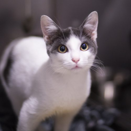 Iguacu-CarolPrado-20250822-8167