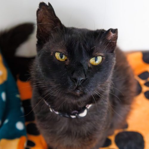 Inosuke01-BrunaDamasceno-20251206