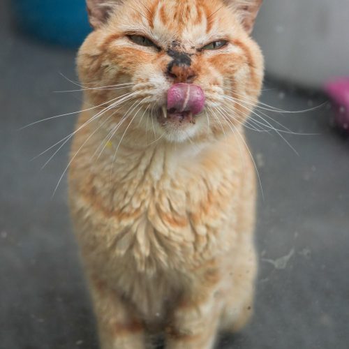 Itaquera03-LarissaFarabello-20251101