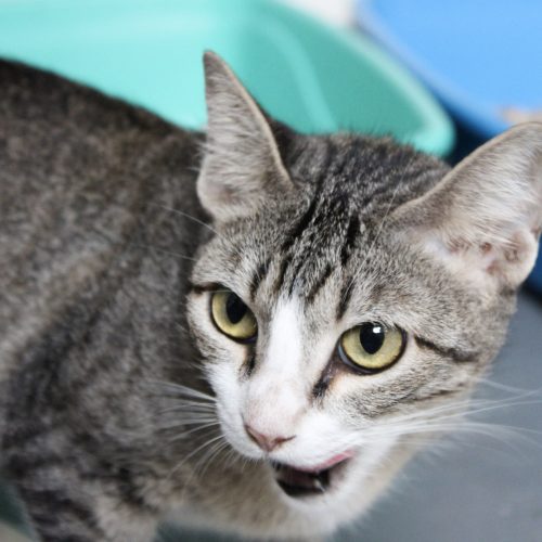 Lychee 03 - Letycia Santos - Catland - 260319