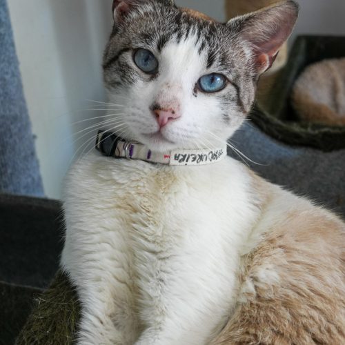 Madureira02-LarissaFarabello-20260314