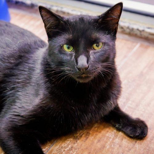 Mandacaru04-BrunaDamasceno-20251221