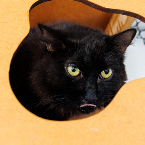 Nerão02-BrunaDamasceno-20251005