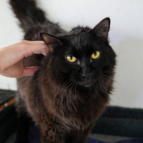 Nerinho03-LarissaFarabello-20251101