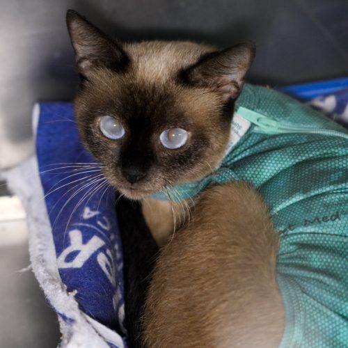 Opaline-LarissaFarabello-20260216