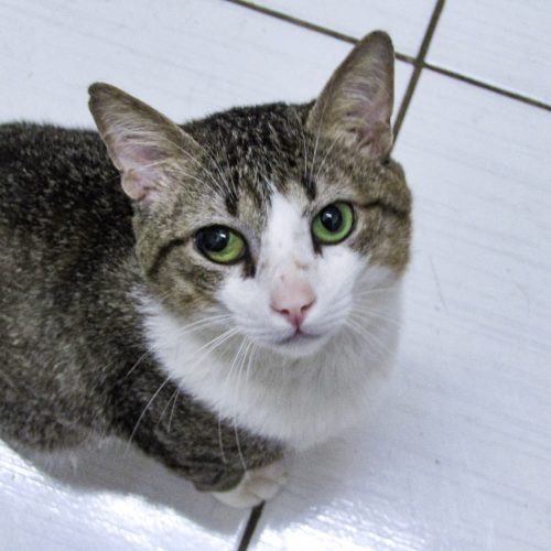 Paco01- Letycia Santos - 20251112