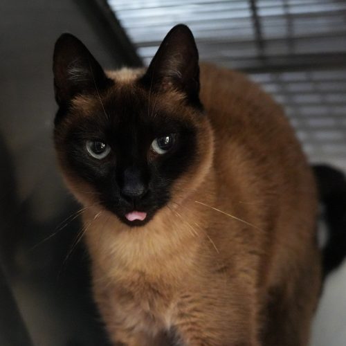 Plantain01-LarissaFarabello-20260307