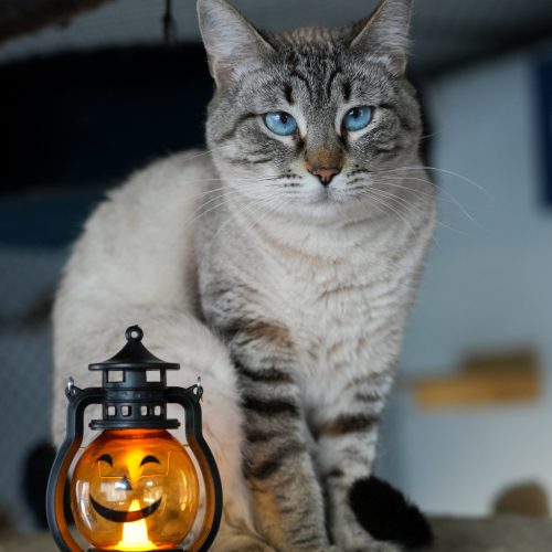 Pulla01-Halloween-LarissaFarabello-20251023