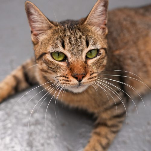 Slipper03-LarissaFarabello-20260117