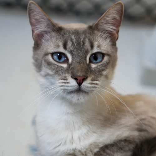 Sloth02-LarissaFarabello-20252310