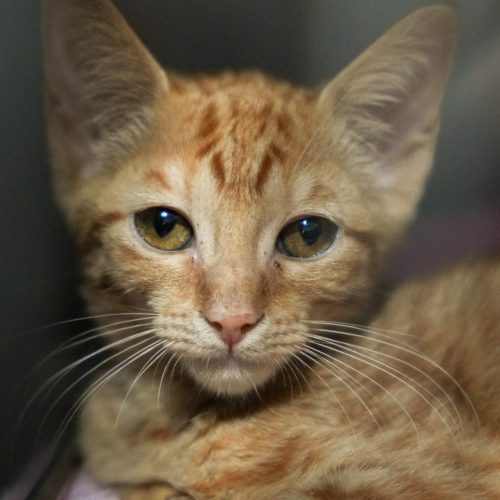 Sugawara-LarissaFarabello-20260117