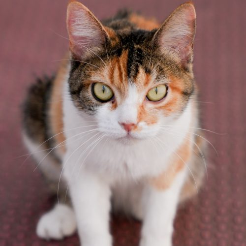 Surat09-LarissaFarabello-20260117