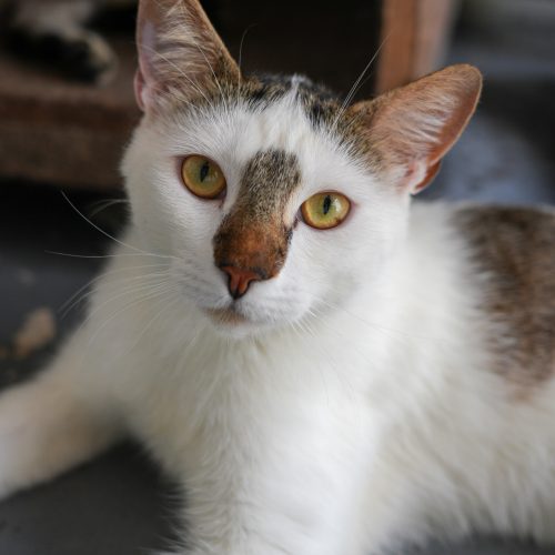 Tabajara01-LarissaFarabello-20251230