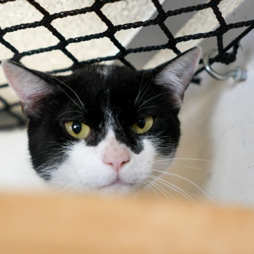 Veverton02-LarissaFarabello-20251220