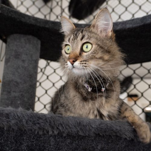 Violoncela05-CarolineAnselmo-20250710