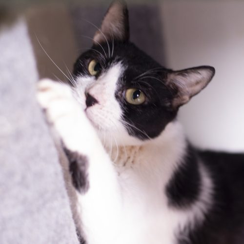 Zonkey-CarolPrado-20250923-8390